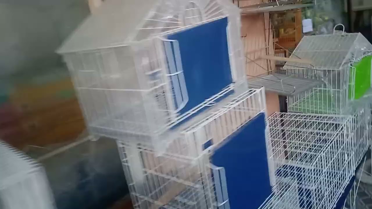 Feira de pássaros em Teresina Piauí mais uma vez