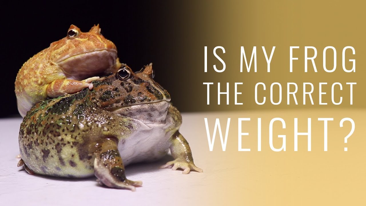 How to Tell if Your Pacman Frog is UNDERWEIGHT