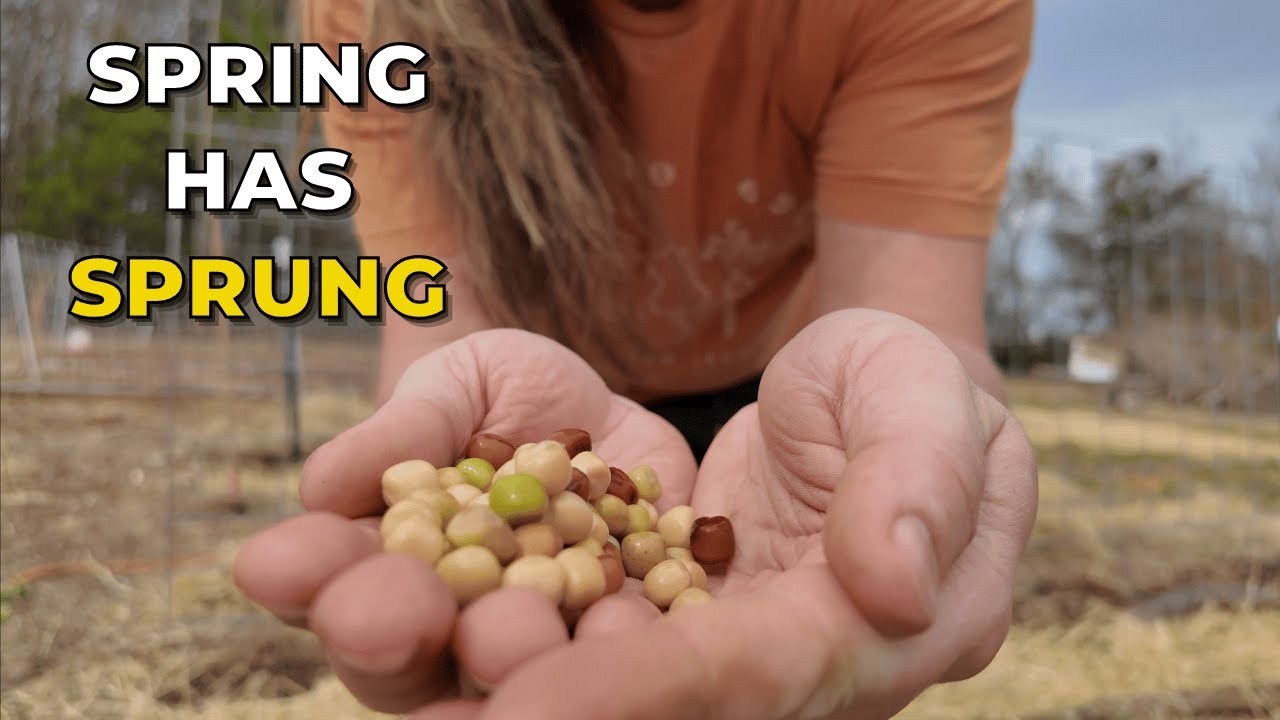 It's Planting Season Again! & Why we've been gone... (Calico Cow Acres Homestead)