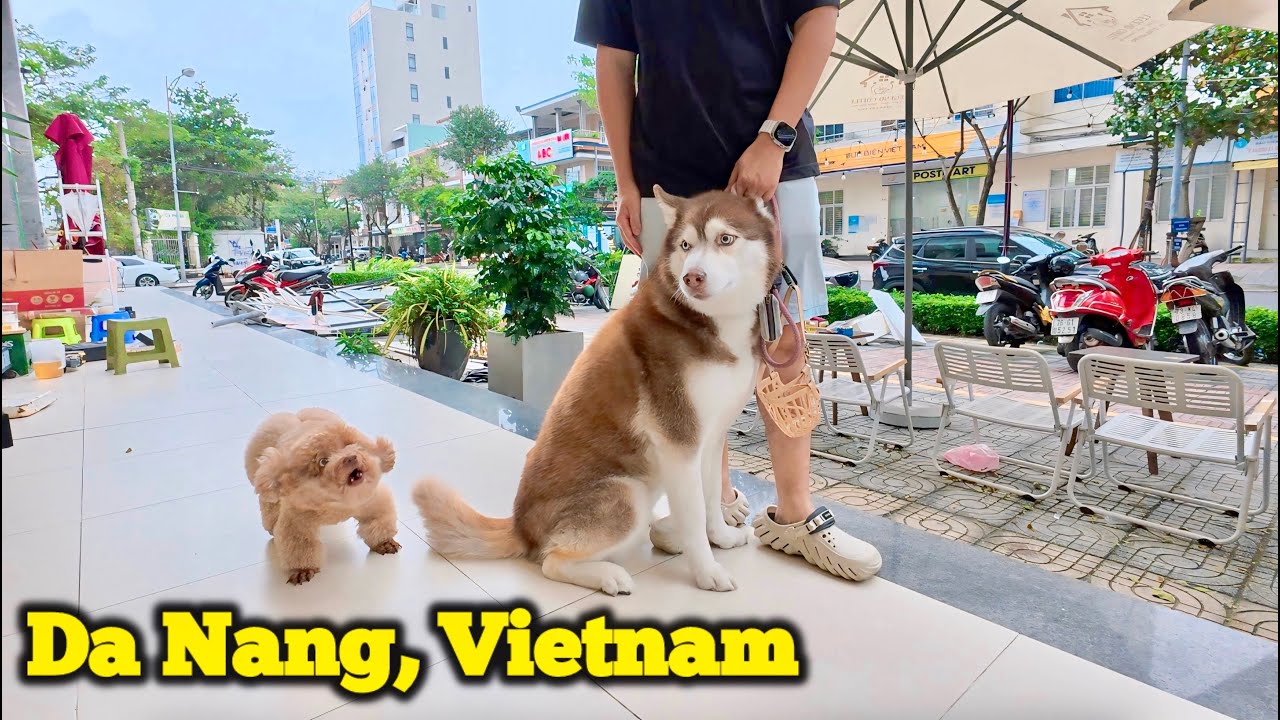 Da Nang, Vietnam Local Street Walking Tour | Best Banh Mi and Cute Dogs