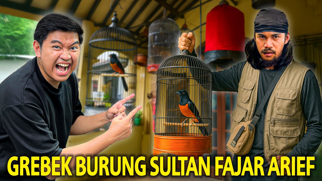 GREBEK SEMUA BURUNG KICAU SULTAN FAJAR ARIEF! KAGET BANGET MAKIN SINI MAKIN BAGUS PELIHARAANYA!