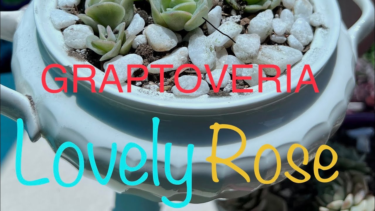Graptoveria Lovely Rose CUIDADOS y REPRODUCCIÓN