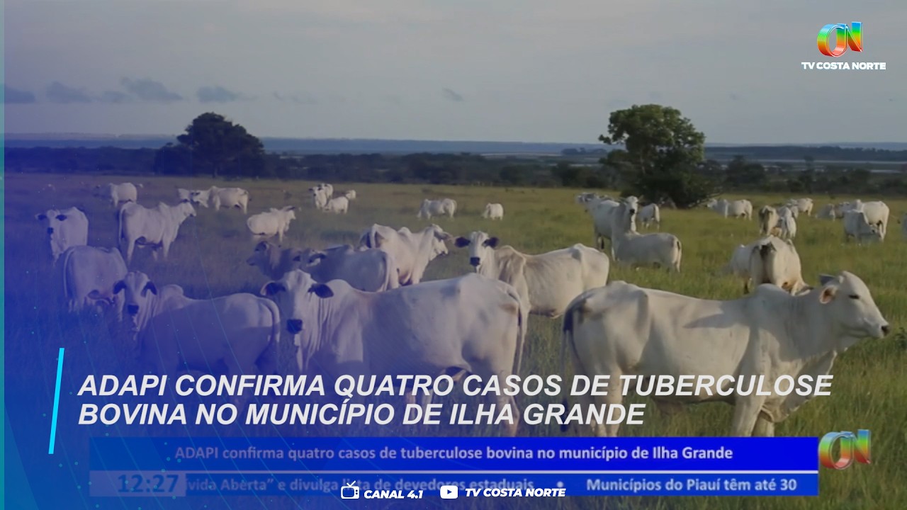 ADAPI confirma quatro casos de tuberculose bovina no município de Ilha Grande