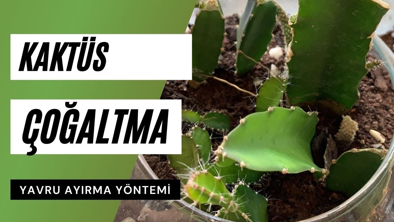 Kaktüs çoğaltma yöntemi 🌵 Yavru kaktüs ayırma
