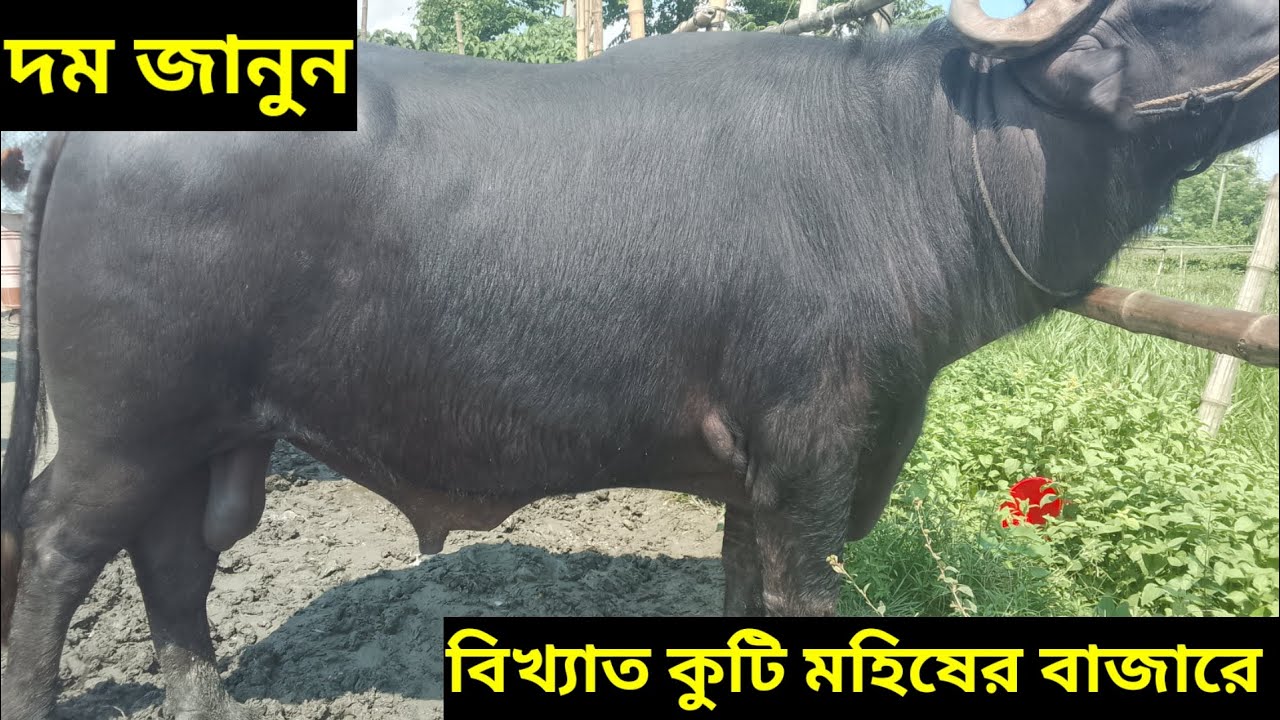 দাম জানুন মহিষের বিখ্যাত কুটি চৌমুহনী গরুর বাজারে 