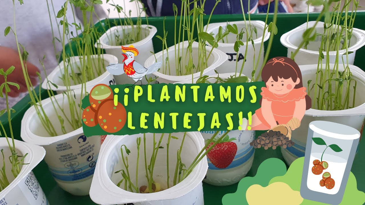 Cómo plantar lentejas en algodón 🥛🌱| Actividad sobre la naturaleza 🌿🌱🌾🍃