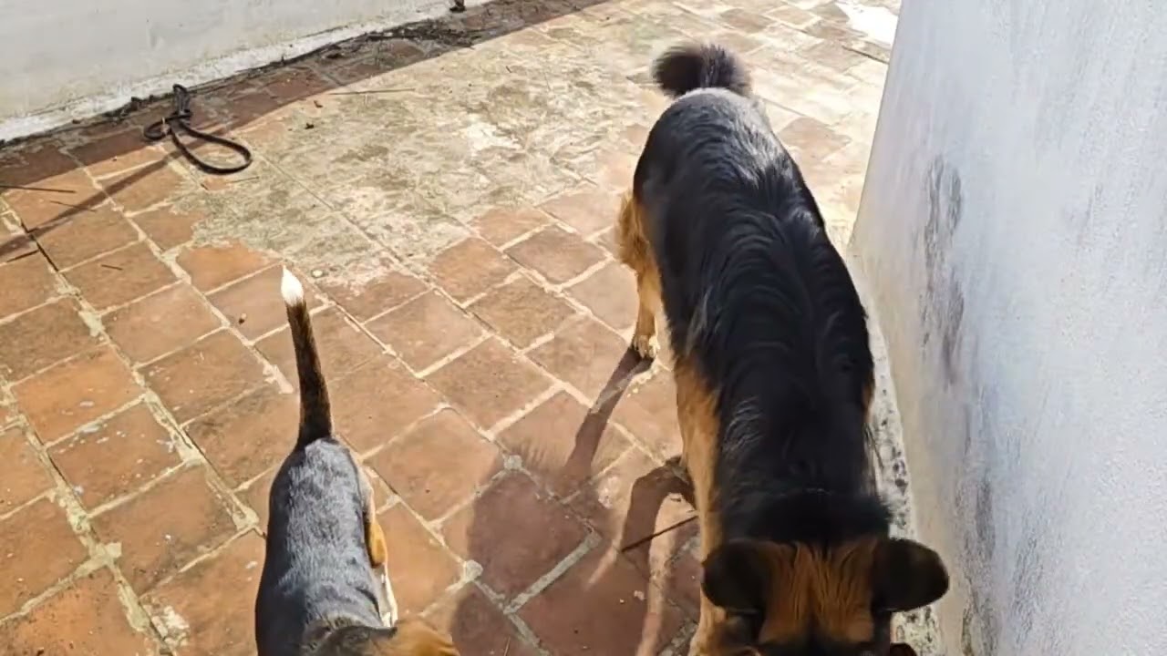 Teach Your Dog STAY Command in 5 Minutes | Puppy Training Basics