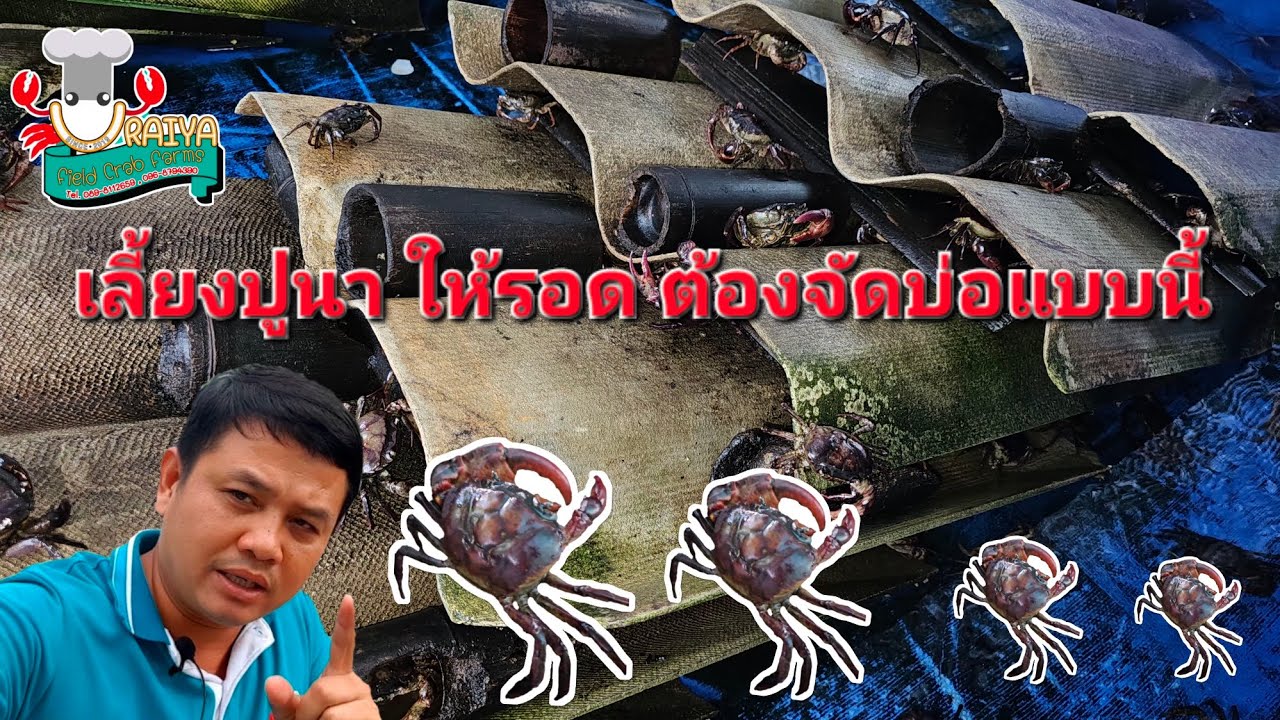 เลี้ยงปูนาในบ่อกระชัง ให้รอดจัดบ่อแบบนี้ #อุไรยาฟาร์มปูนา #ปูนา #ปูนา789 
