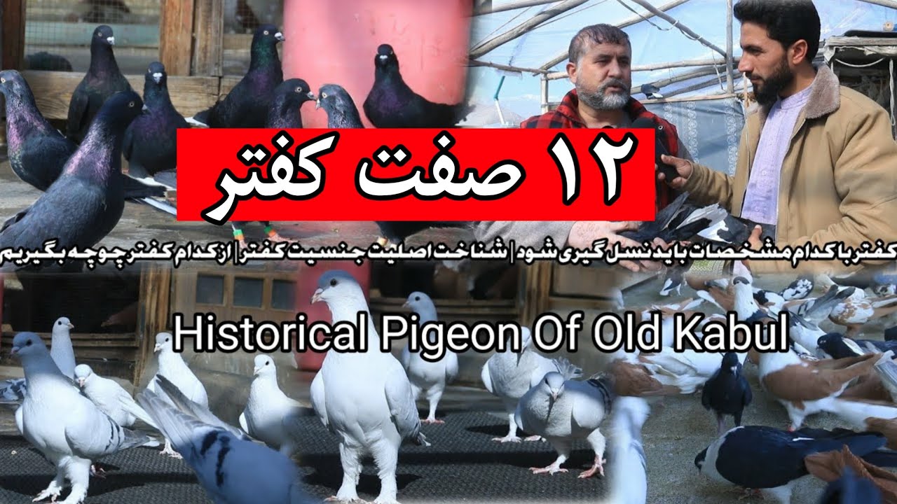 ۱۲ صفت کفتر | اصلیت و جنسیت کفتر، از کدام کفتر چوچه گیری کنیم | Historical pigeon of old Kabul