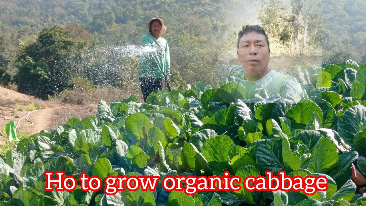 Ho to grow organic cabbage. 🙏👉@Denny vlogs 6711