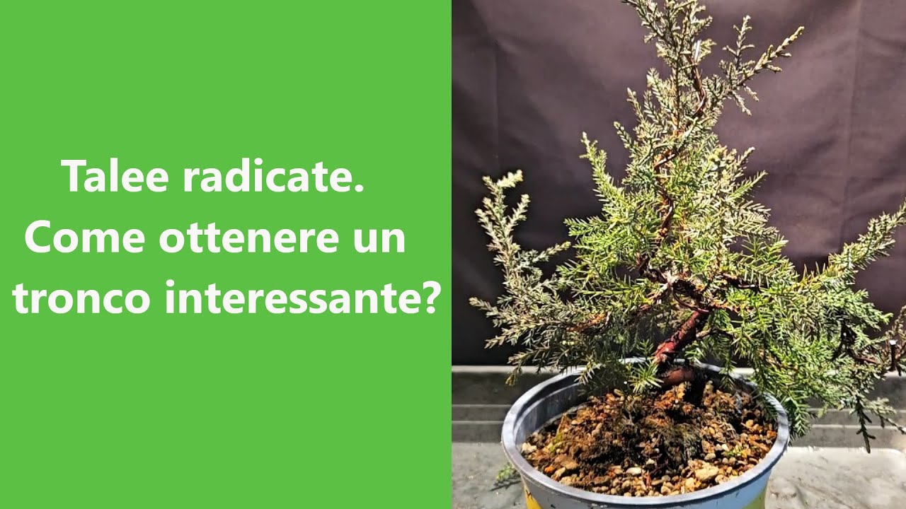 Come dare forma e movimento al tronco dei nostri bonsai partendo da talee di ginepro.