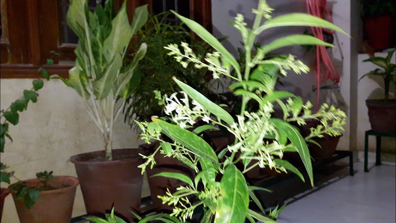 How to Grow and Care Night Blooming Jasmine / Raat ki Rani Plant || रात की रानी ||Fun Gardening