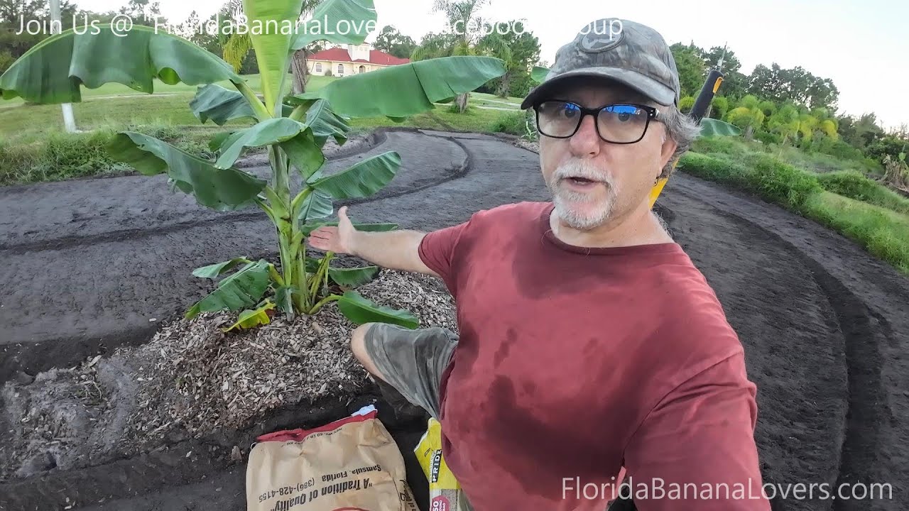 Separating Brazilian Apple Banana Suckers from a Banana Pup. Detailed Corn View.