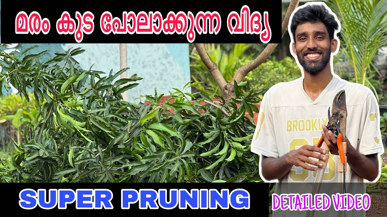 മരം കുട പോലാക്കുന്ന വിദ്യ 🪓🔪| Step By Step Process | SUPER PRUNING | DETAILED VIDEO