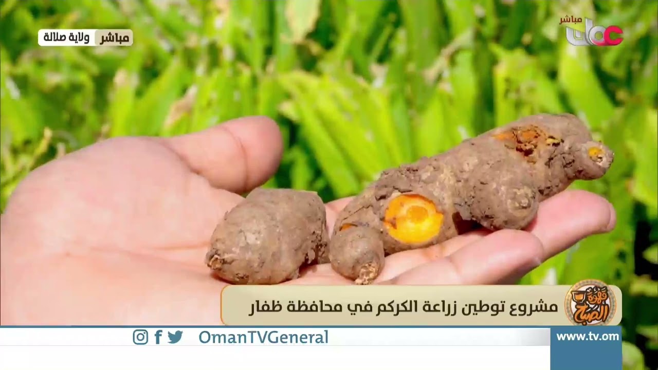 ربط مباشر من ولاية صلالة بمحافظة ظفار للحديث حول مشروع توطين زراعة الكركم في محافظة ظفار