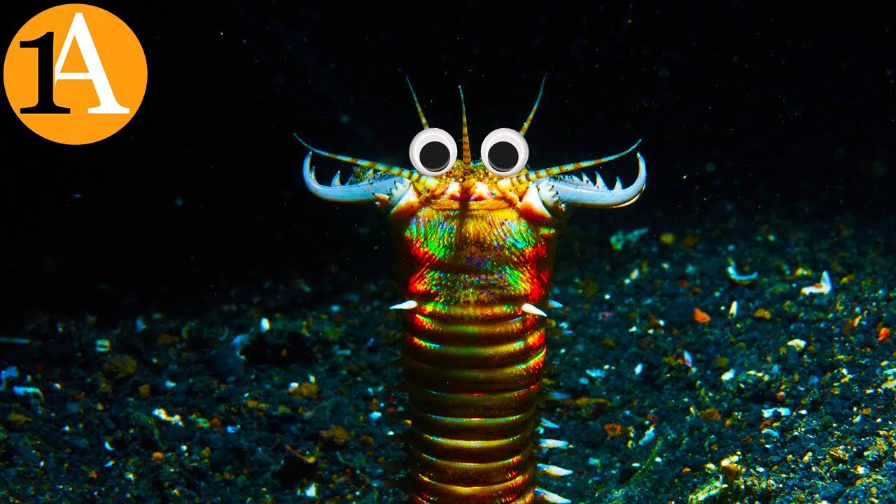 Der größte und gefährlichste Wurm - Bobbitwurm oder Riesenborstenwurm