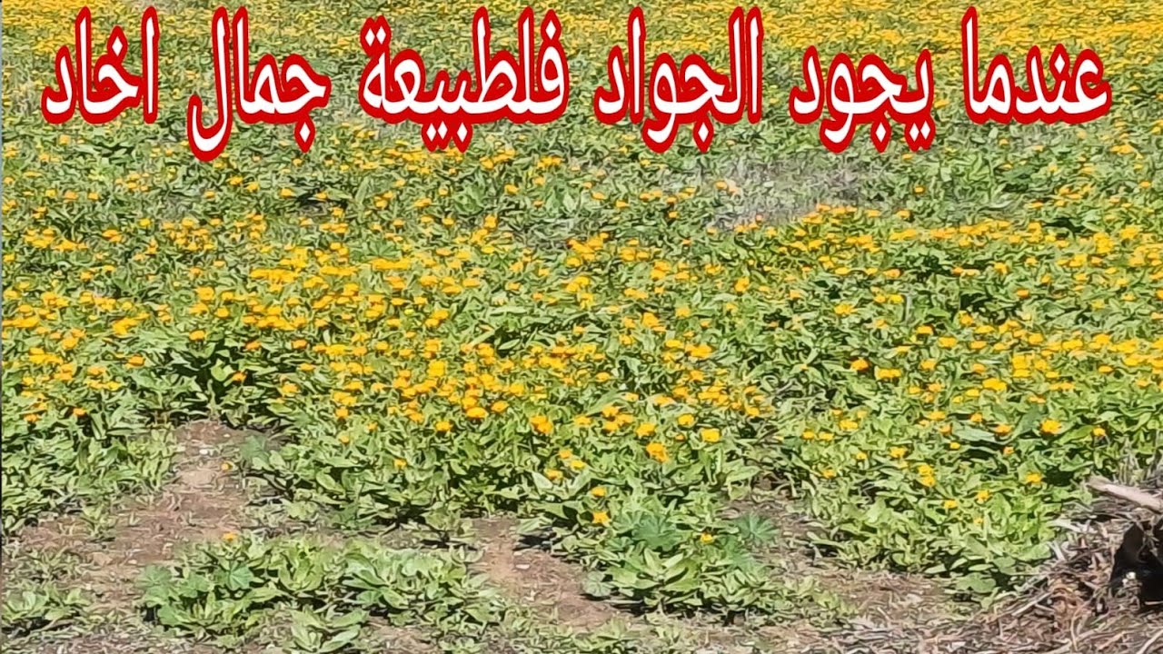 عندما يجود الجواد فلطبيعة جمال اخاد
