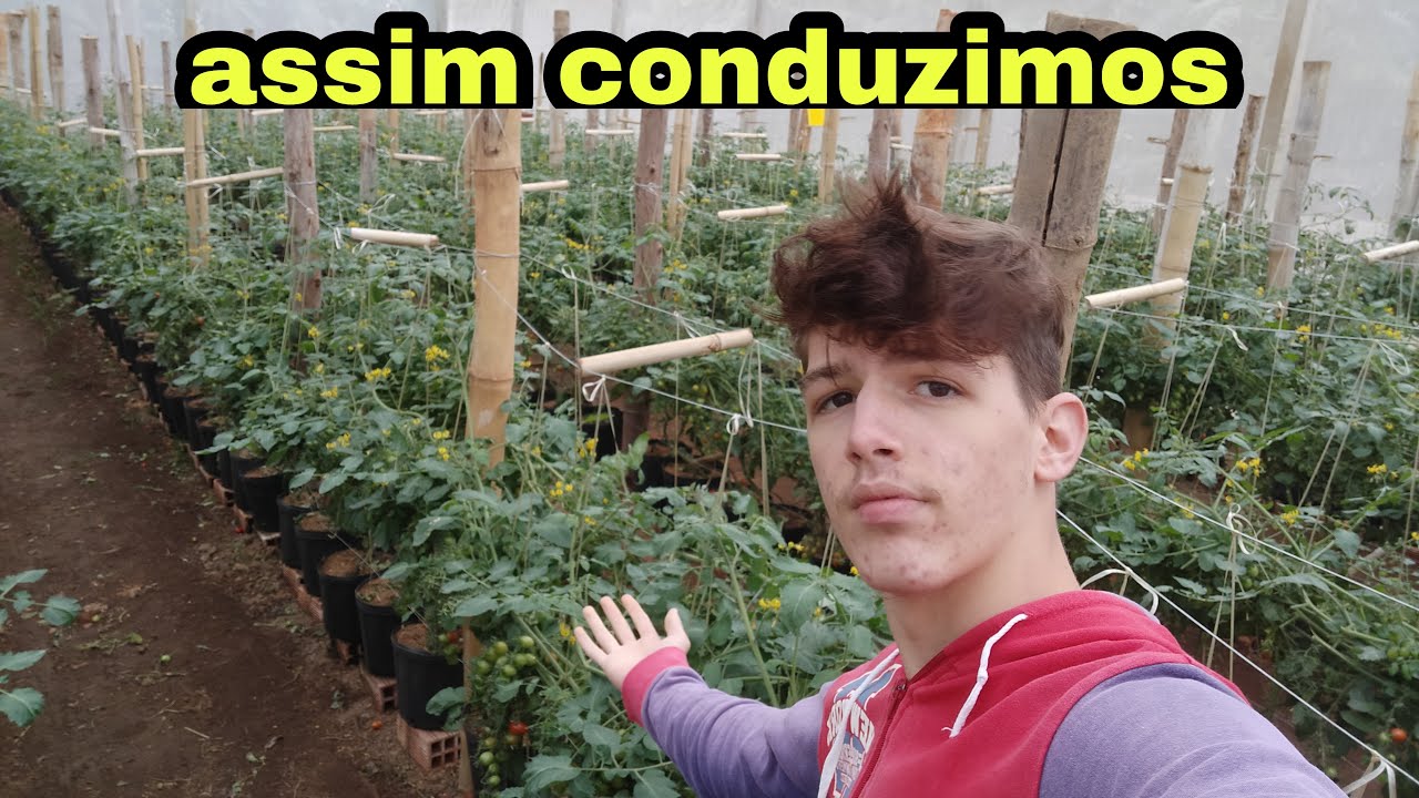 Técnica de condução do tomate grape da estufa !!!