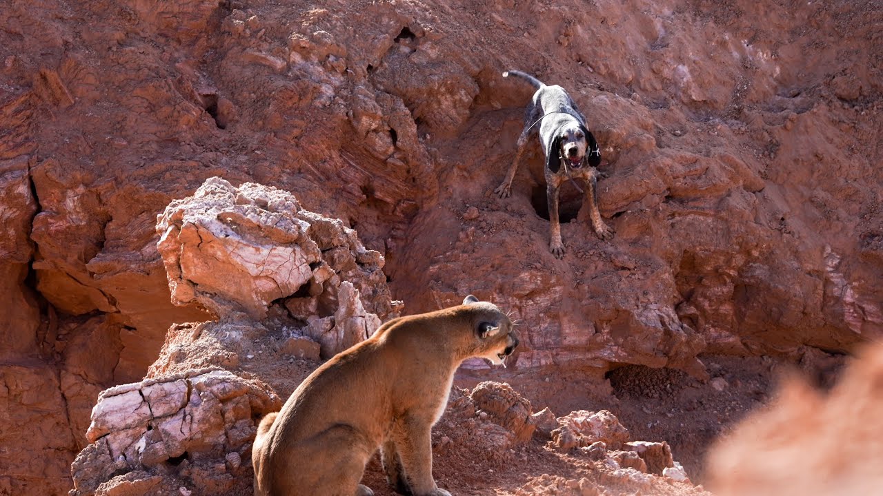 LIVING FOR THE CHASE: @HKhounds Chasing Desert Mountain Lions