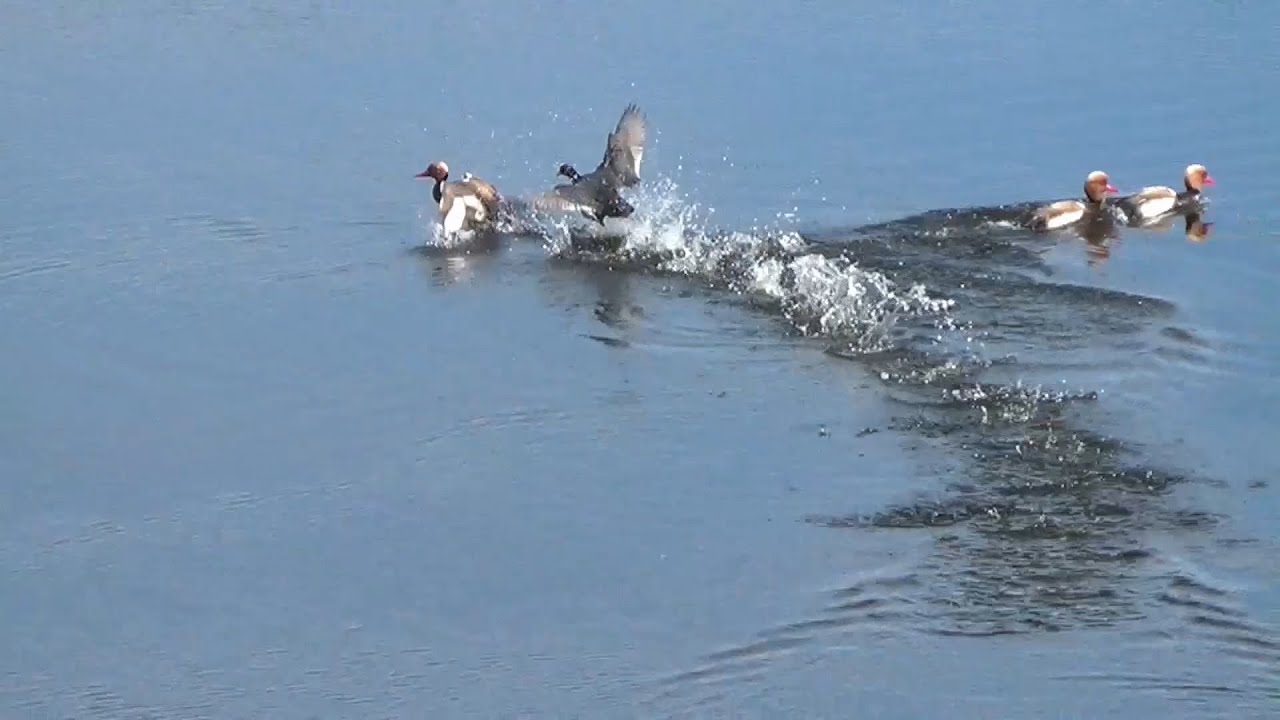 Focha com&uacute;n defiende su territorio