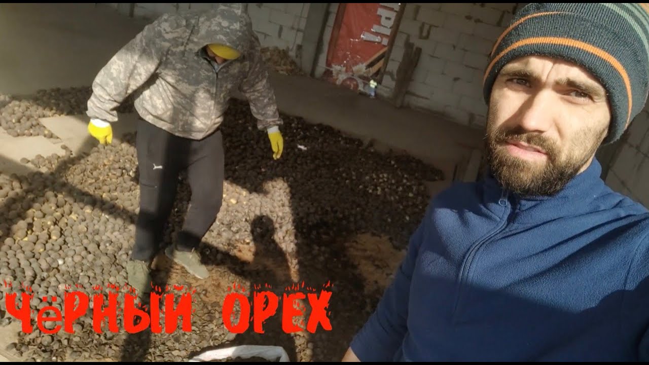 Как почистить чёрный орех быстро!