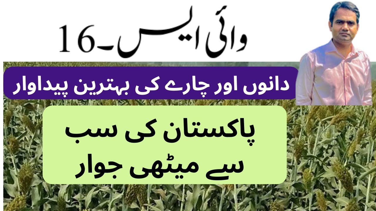 Sorghum Variety YS-16 (ایم ایم آر آئی میں تیار ہونے والی جوار کی نہایت میٹھی ورائٹی)
