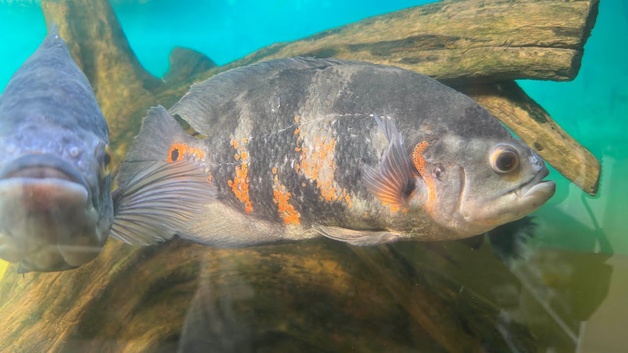 AQUÁRIO JUMBO (sem fazer isso você não consegue ter peixes grandes saudáveis no jumbão)