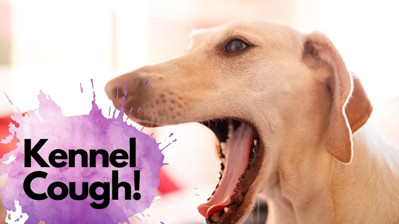 Kennel Cough!  What it sounds like and how a veterinarian will treat kennel cough.