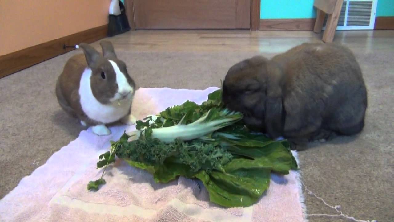 How to get a rabbit to come when called.