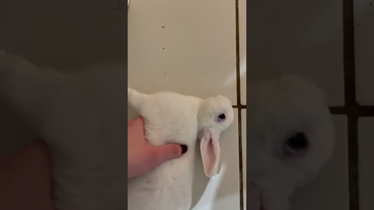 My bunny Butters having an aggressive seizure
