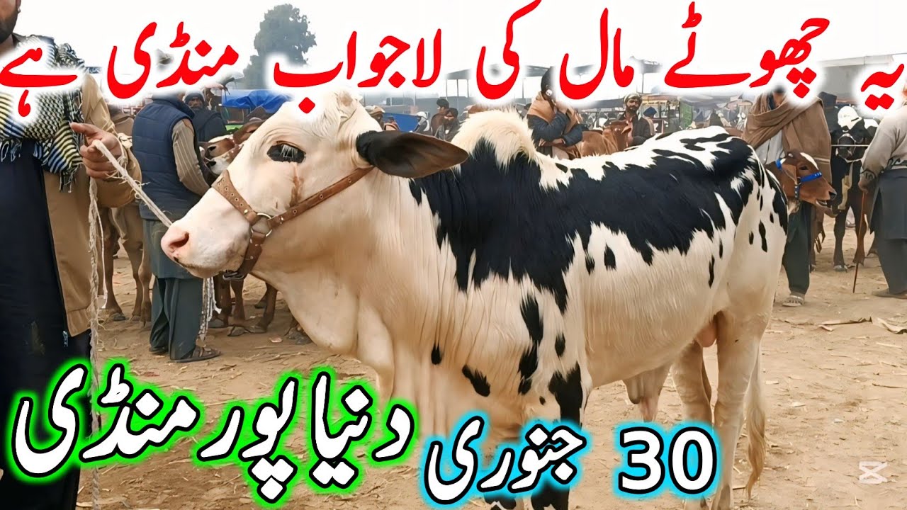 Duniya Pur Cow Mandi Fresh Latest Update Video | Cholistani Gulabi Sahiwal Bachre | Cow Mandi 2025🔥