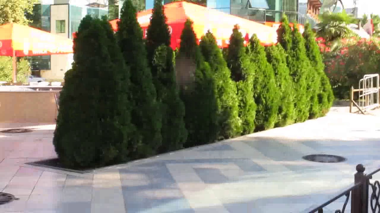 Топиарная стрижка кипариса лимонного