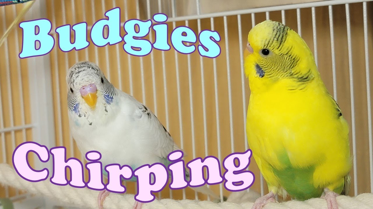 6 Hr Happy Parakeets Eating Singing Playing, Budgies Chirping  Reduce Stress of lonely Bird Videos