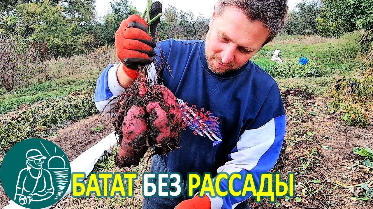 Выращивание батата без рассады с посадкой черенками из открытого грунта 🚀 Опыт Гордеевых