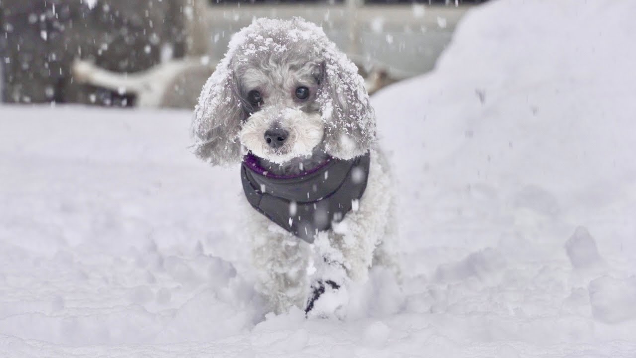 🐶雪がぁぁぁあーーー！とんでもないことになりました。【雪国Vlog#最終回】