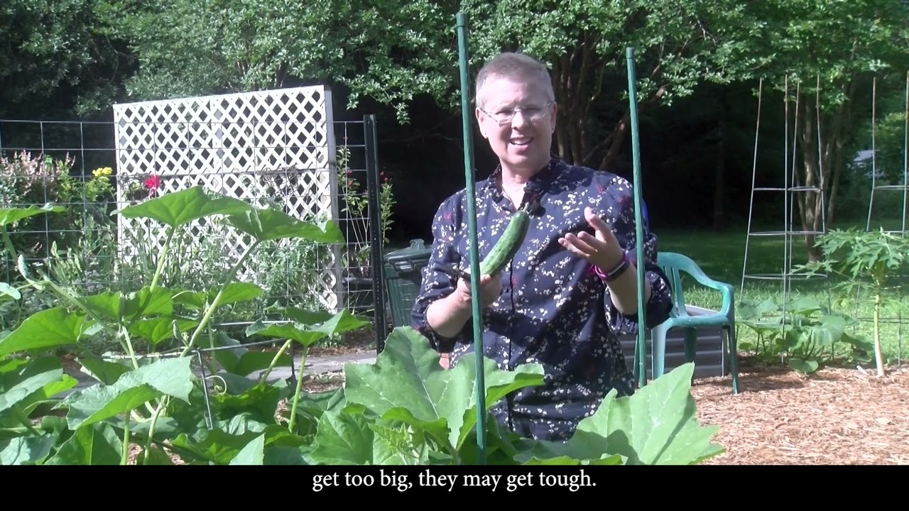 Harvesting Summer Garden Fruit