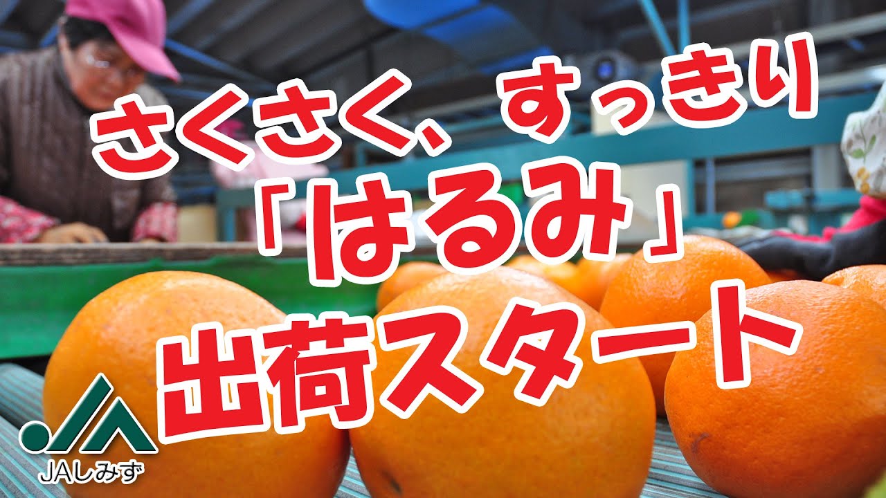さくさく、すっきりした甘さ 「はるみ」出荷スタート