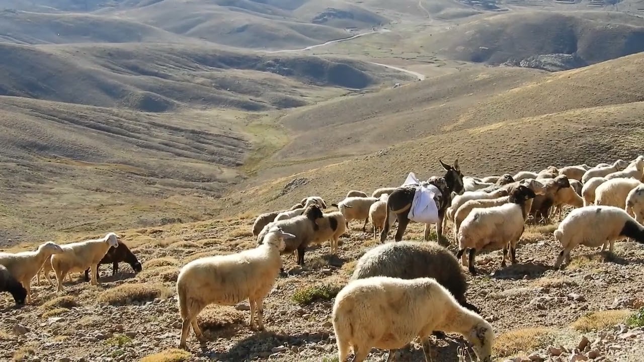 Son baharda yaylalar.