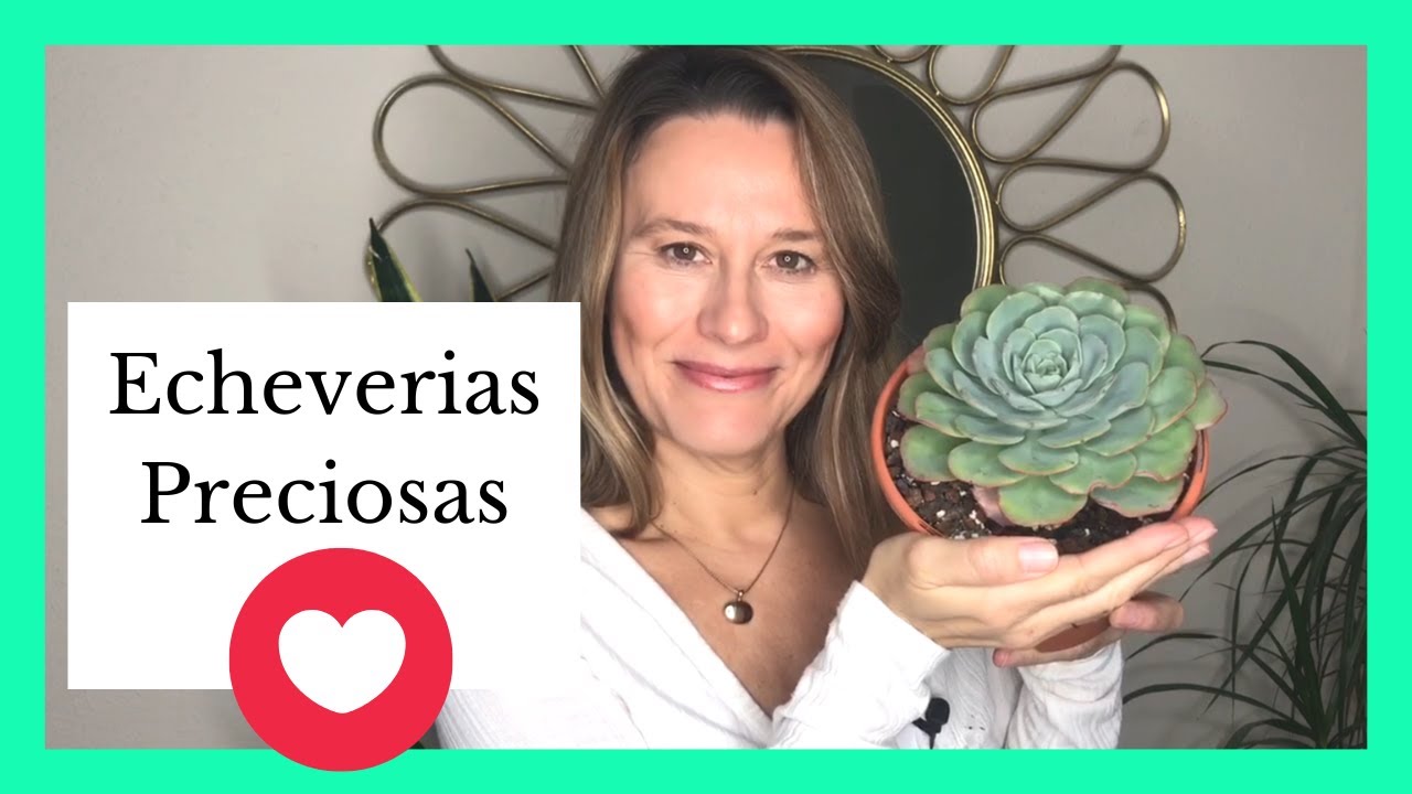 10 Echeverias Preciosas con forma de Roseta