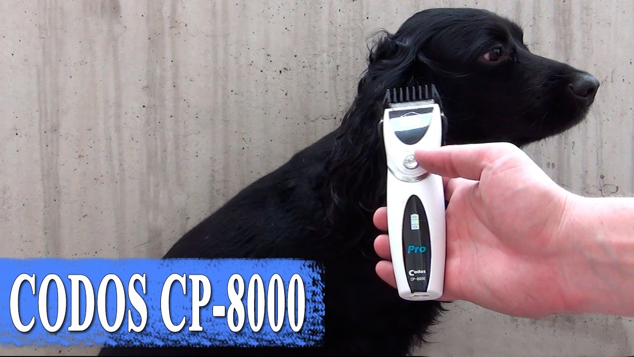 CODOS CP-8000 &ndash;🐾 maszynka do strzyżenia zwierząt domowych - uwodzenie