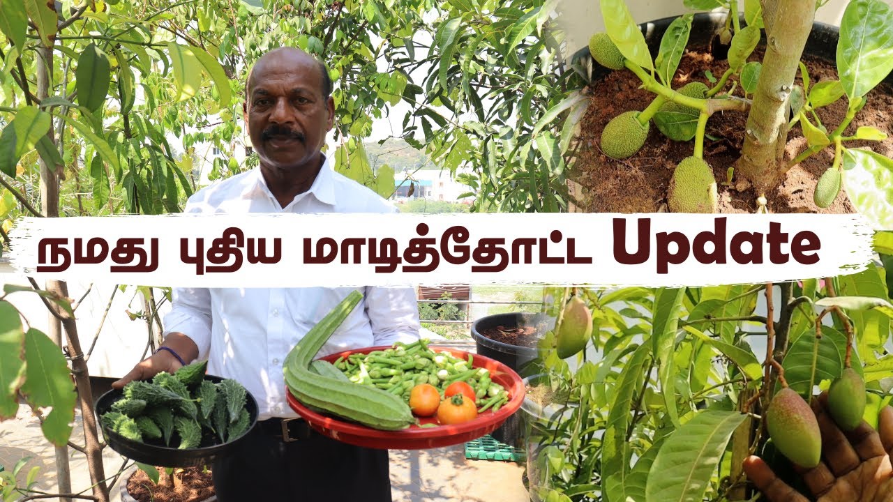 🏡🌱மாடித் தோட்டத்தை அலங்கரிக்கும் பழ செடிகள் | Creating a Fruitful Terrace Garden Setup 🌿🌼🥭