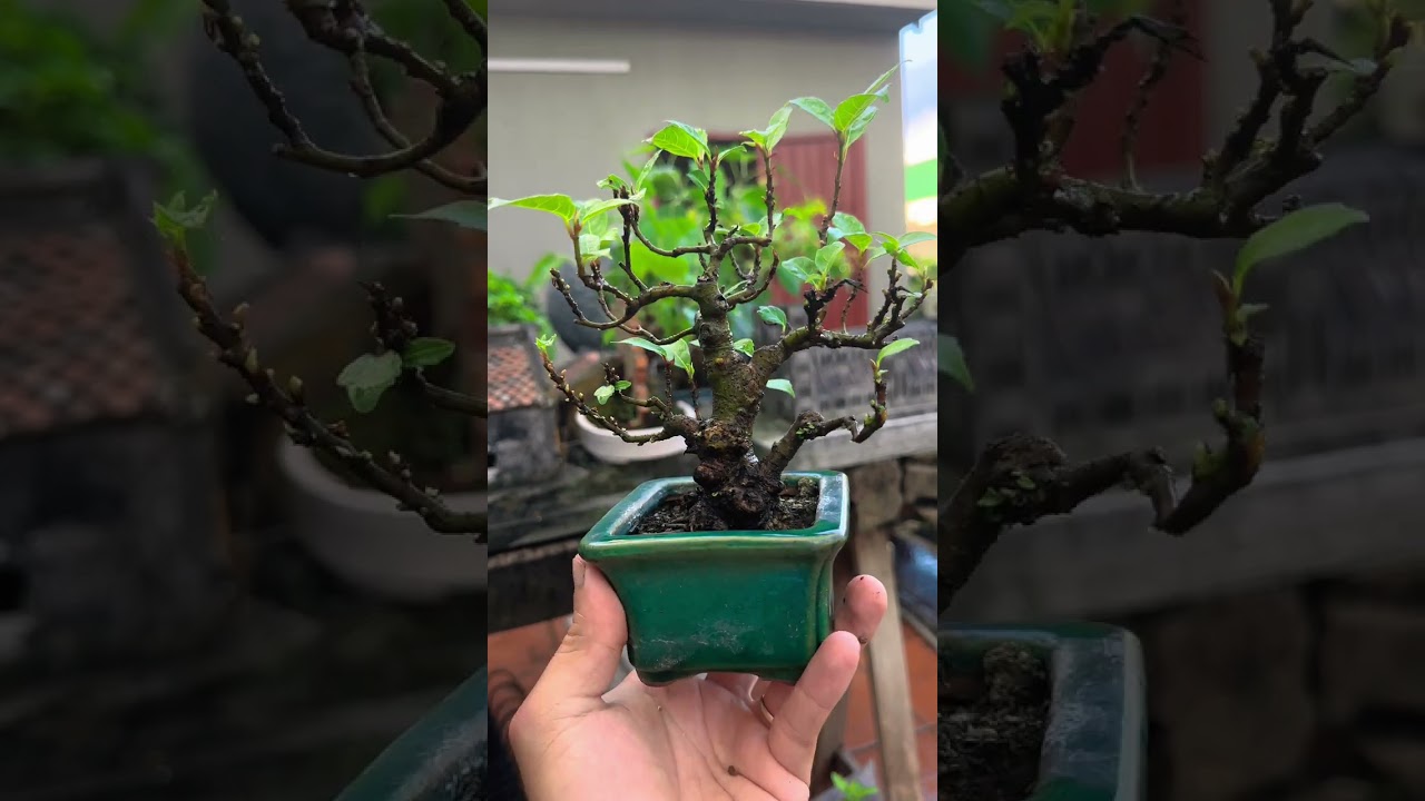 Cách làm cây Sung RA QUẢ - Phiêu Du Bonsai