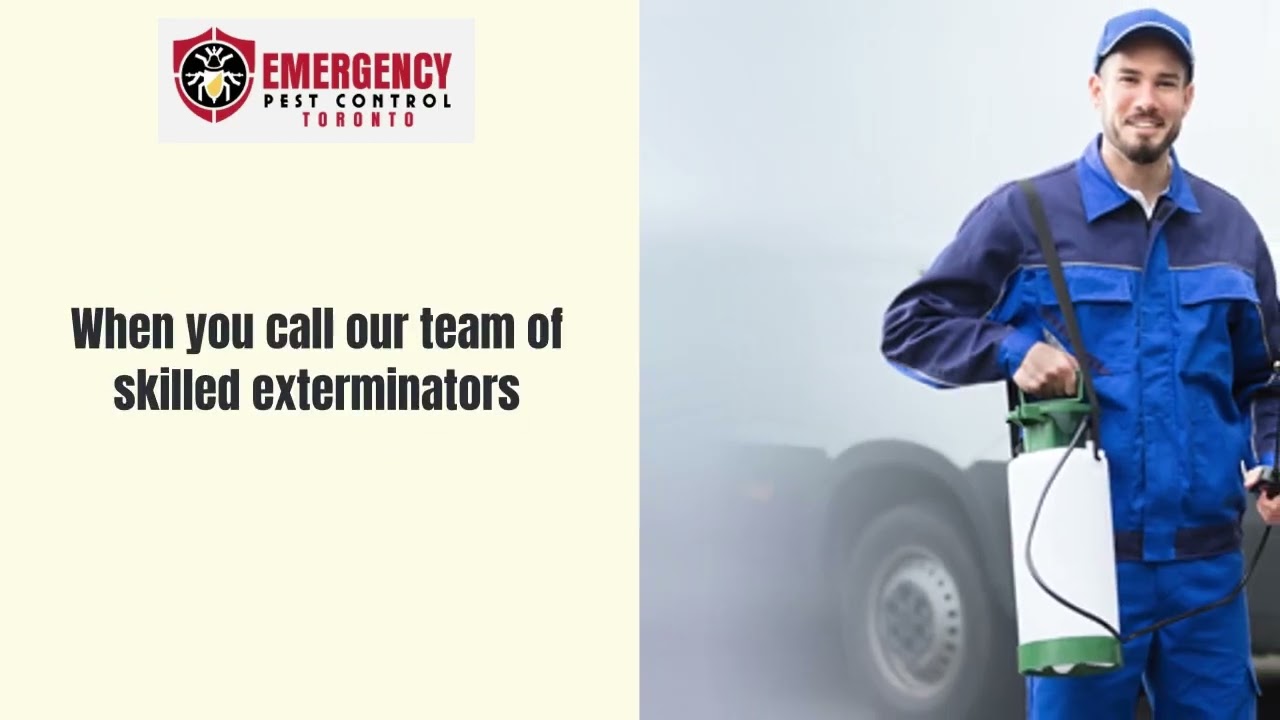 Pest Control Service- Toronto Emergency Pest Control