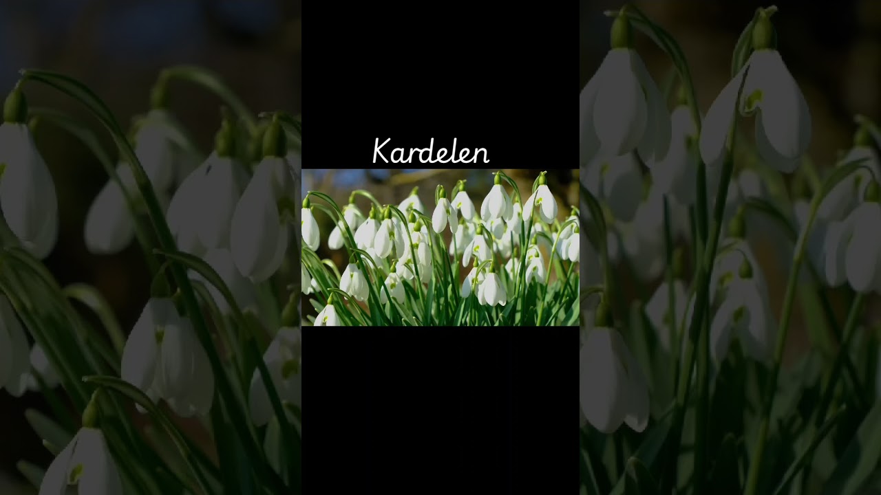KARDELEN 