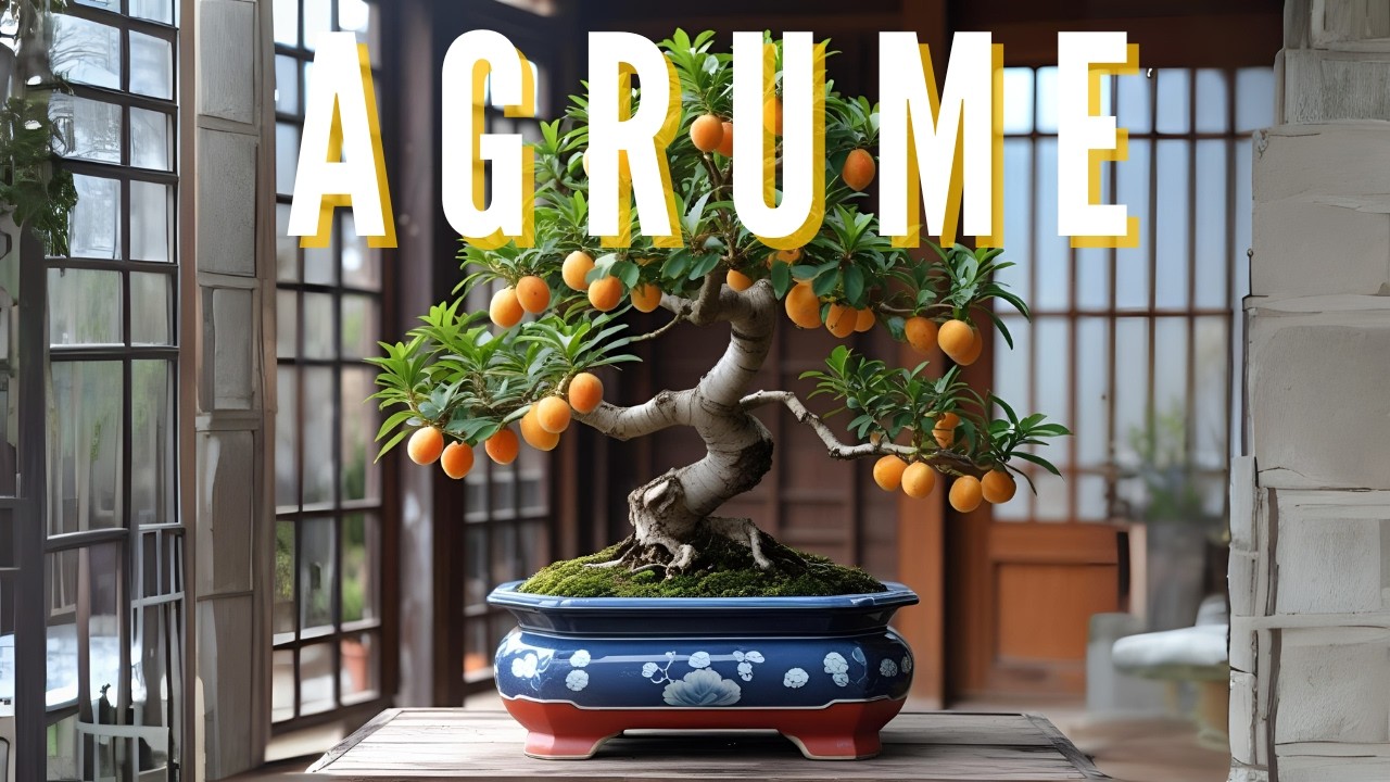 Faire un bonsaï avec un citronnier