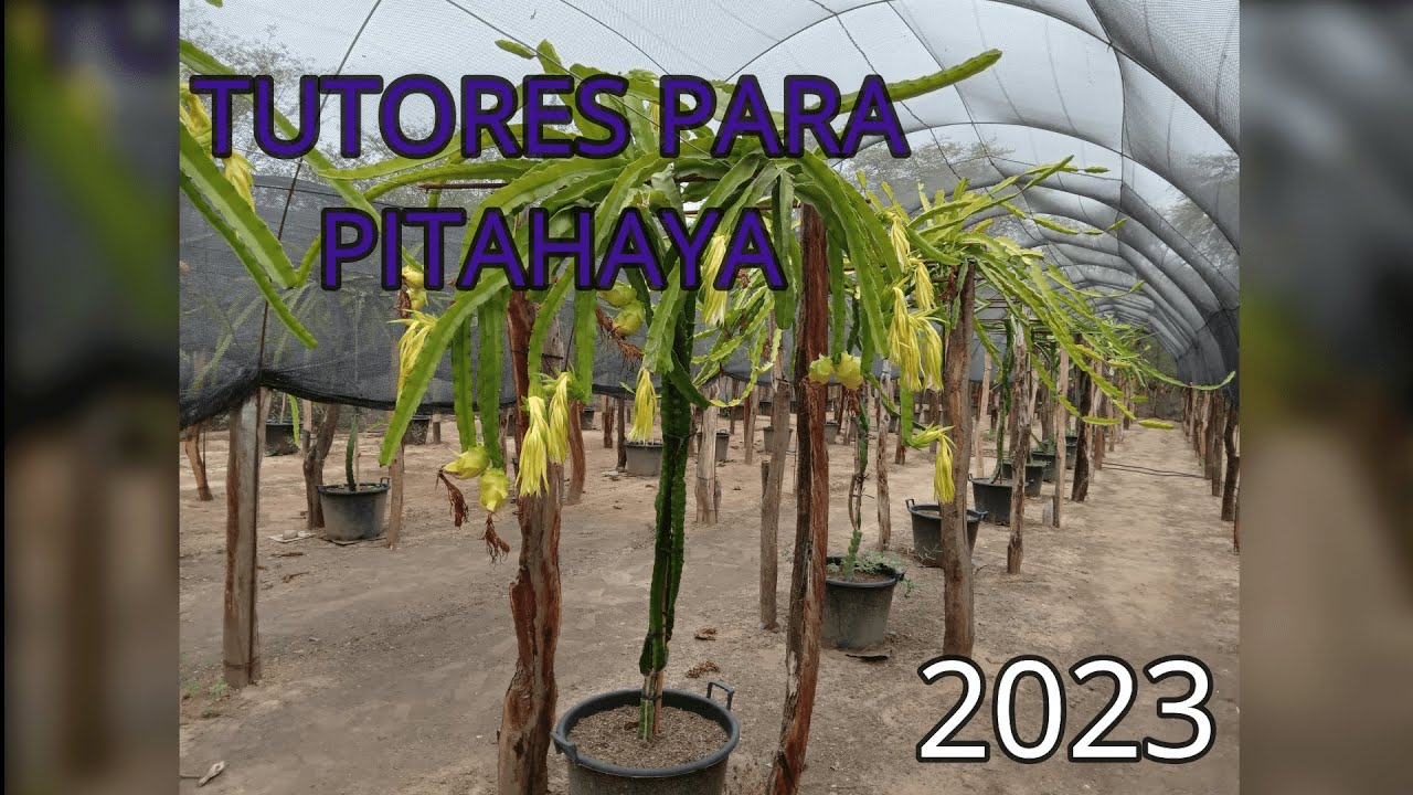 TUTORES PARA PITAHAYA MAS USADOS EN EL MUNDO. #dragonfruit #pitaya #pitahaya