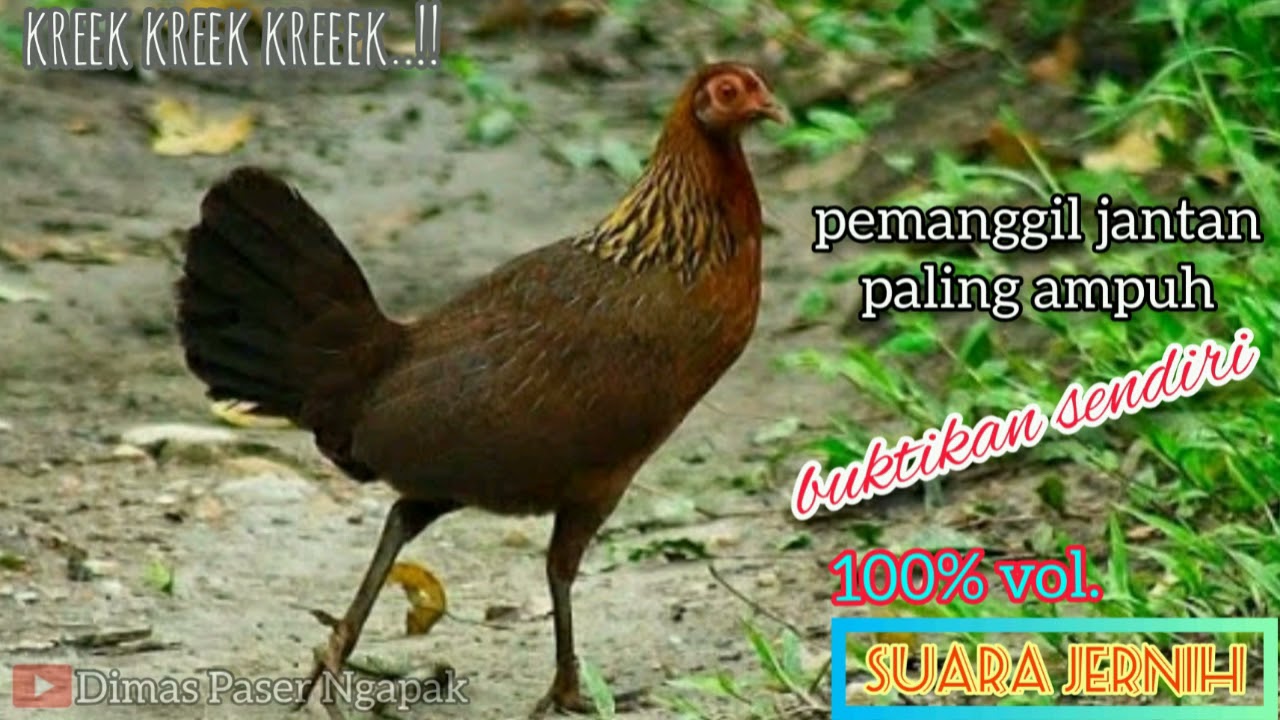 suara pikat AYAM HUTAN//betina pemanggil jantan