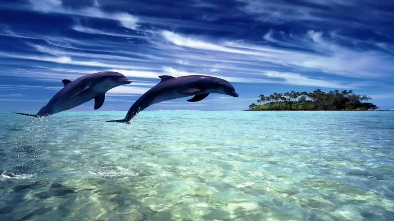 Seventh Heaven - Dolphins (Stoneface & Terminal Remix)  [HD Vapour TRANCE]