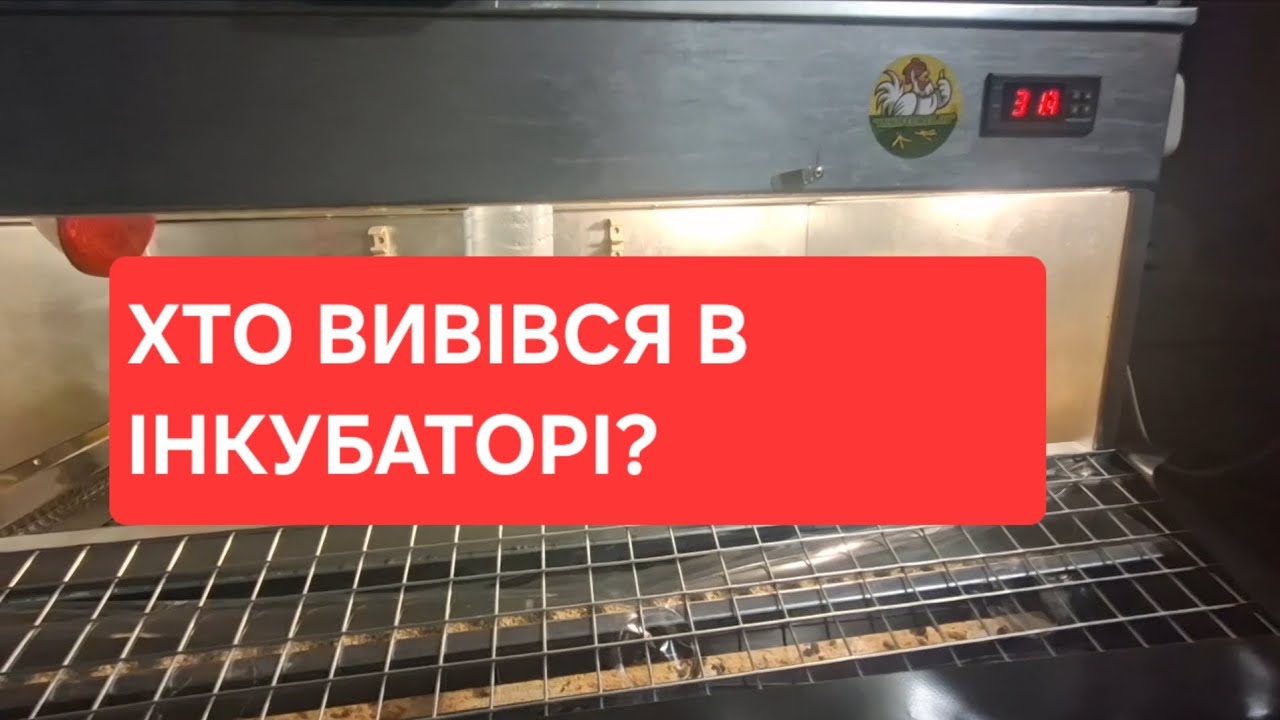 ХТО ВИВІВСЯ В ІНКУБАТОРІ?! Як підросли каченята- показую.МОЯ ПТАШКА