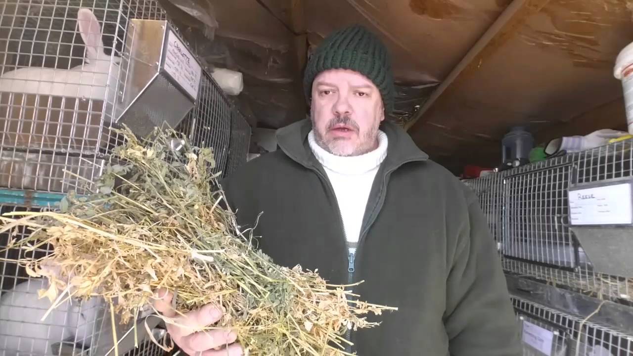 Raising Meat Rabbits: Daily Routines